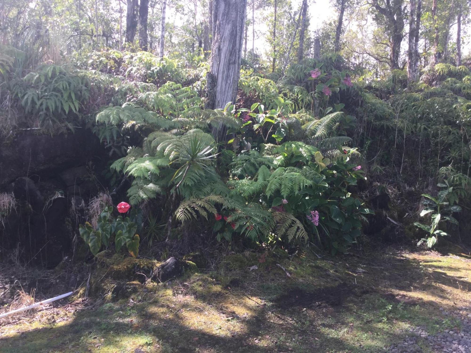 Simply Convenient Tropical Country Studio Mountain View Exterior foto